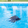Robot de piscine sans fil Beatbot - Aquasense 2